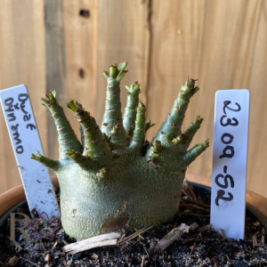 2309- 52 - Arabicum Dwarf x Dynamo