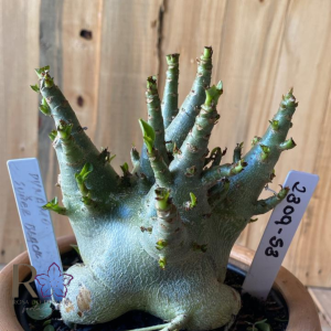 2309- 53 - Arabicum Dynamo x Suber Black