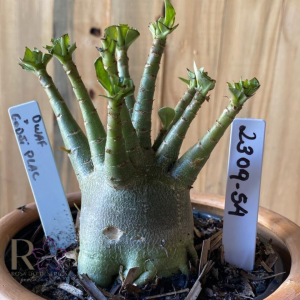 2309- 54 -  Arabicum Dwaf x Godji Plac