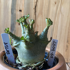 2309- 55 - Arabicum Atlas