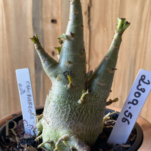 2309- 56 - Arabicum Dhofarense  x RBL