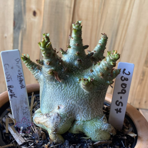 2309- 57 - Arabicum Dinossaur x Godji PMK