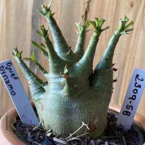 2309- 58 - Arabicum Dwarf X Dynamo