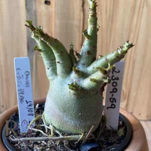 2309- 59 - Dwarf x Godji Pure