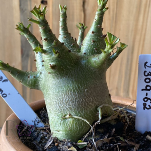 2309- 62 - Arabicum Dwarf x Dynamo