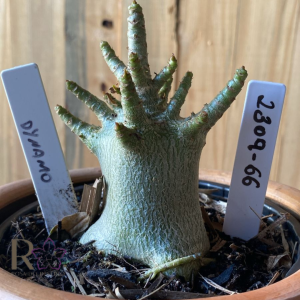 2309- 66 - Arabicum Dynamo