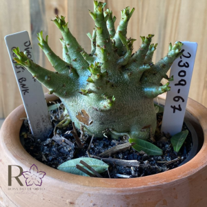 2309- 67 - Arabicum Dinossaur x Godji  Bnk