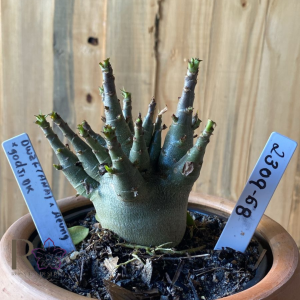 2309- 68 - Arabicum Dwarf Anã X Aeung x godji Dk