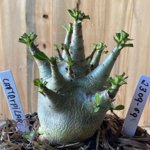 2309- 69 - Arabicum Catterpilar