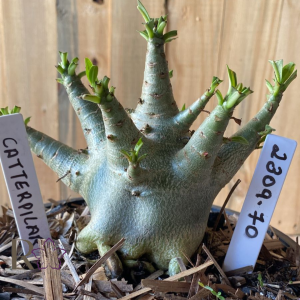 2309- 70 - Arabicum Catterpilar