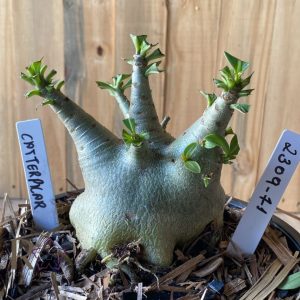 2309- 71 Arabicum Catterpilar