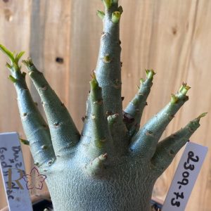 2309- 73 - Arabicum Dwaf x Godji Plac