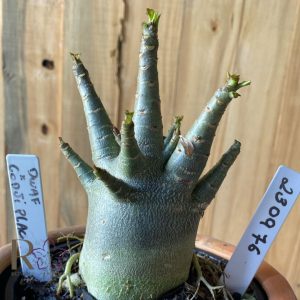 2309- 76 - Arabicum Dwaf x Godji Plac