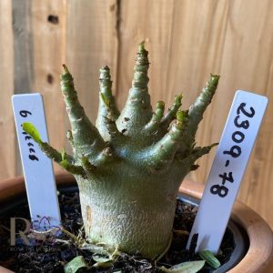 2309- 78 - Arabicum Ducati