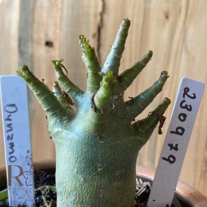 2309- 79 - Arabicum Dynamo