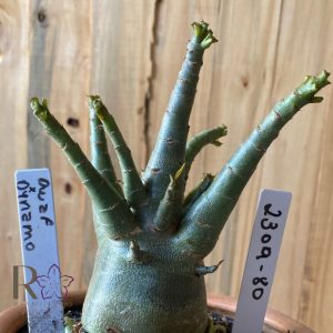 2309- 80 - Arabicum Dwaf x Dynamo