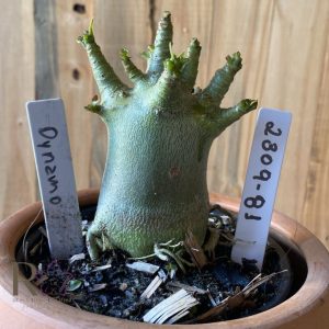 2309- 81  - Arabicum Dynamo