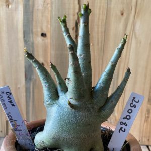 2309- 82 - Arabicum Onyx x Nom Sod dd