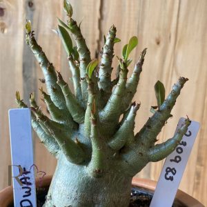 2309- 83 - Arabicum Dwaf