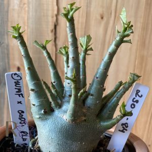 2309- 84 - Arabicum Dwaf x Godji Plac