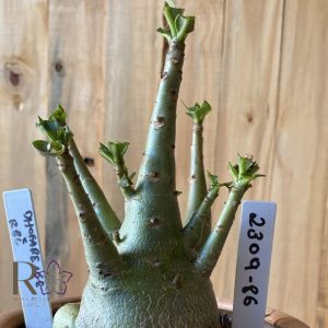 2309- 86 - Arabicum Dhofarense x Rbl