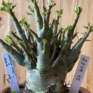 2309- 88 - Arabicum Green pod xHulk