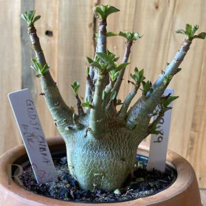 2309- 89 - Arabicum Godji Champ kdk