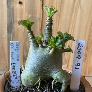 2309- 91 - Arabicum Green pod Big Foot