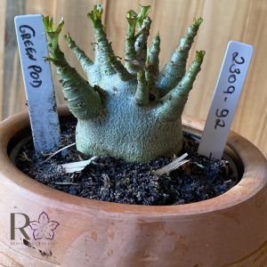 2309- 92 - Arabicum Green pod