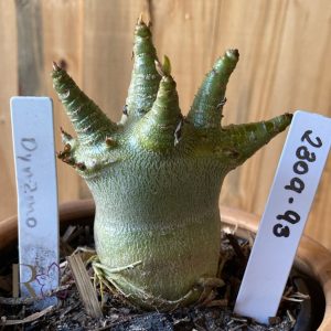 2309- 93 - Arabicum Dynamo