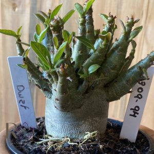 2309- 94 - Arabicum  Dwarf