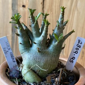 2309- 95 - Arabicum Godji Champ x Kdk