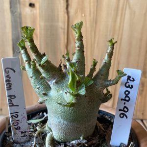 2309- 96 - Arabicum Green pod