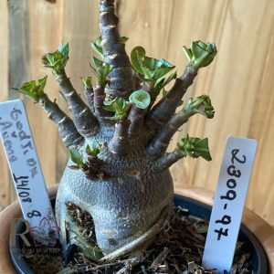 2309- 97 - Arabicum Godji Dk x Aueng