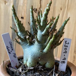 2309- 98 - Arabicum Green pod x Hulk