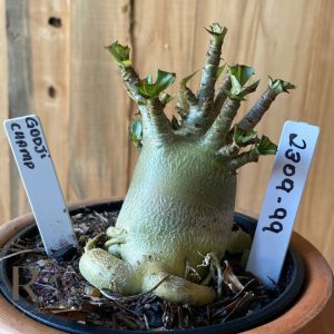 Arabicum black Marcu