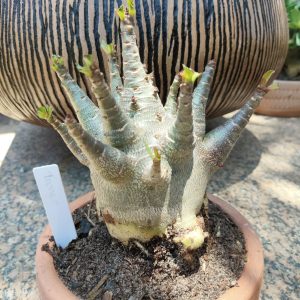 2609 - 01 arabicum Tanos