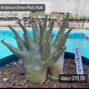 Arabicum Green Pod X Hulk