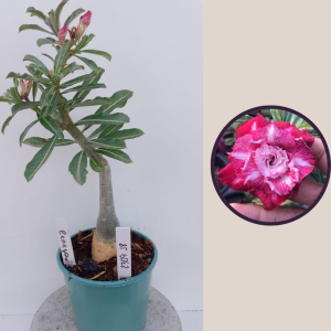 2309- 18 - Rosa do deserto cereja