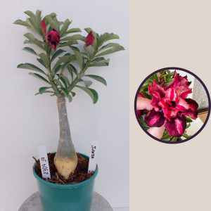 2309- 19 - Rosa do deserto Samba