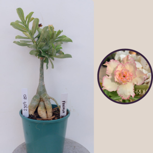 2309- 20 -  Rosa do deserto Fanhua