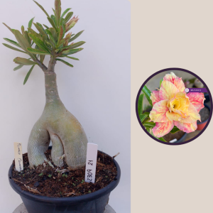 2309- 21 - Rosa do deserto poeira cósmica