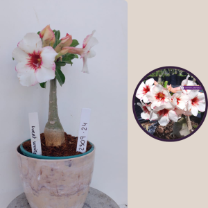 2309- 24 - Rosa do deserto Lucky white