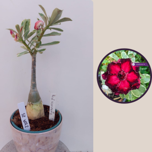 2309- 25 - Rosa do deserto Red variegata