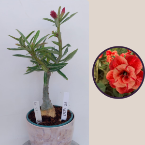 2309- 26 - Rosa do deserto LM 58