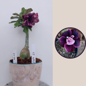 2309- 27 - Rosa do deserto Lk 400