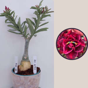 2309- 28 - Rosa do deserto KR 356