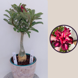 2309- 29 - Rosa do deserto Samba