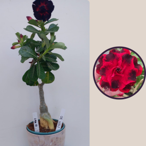 2309- 30 - Rosa do deserto Lady Di