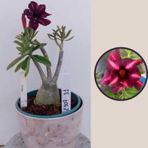 2309- 31 - Rosa do deserto vida